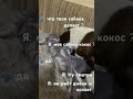 Нравится моя собака его зовут кокос порода Джек Расселл ￼￼￼￼