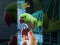 dekho parrot kaise Bakri ka awaaz nikalta hai 😲 #parrot #funny #youtubeshorts #viralshorts