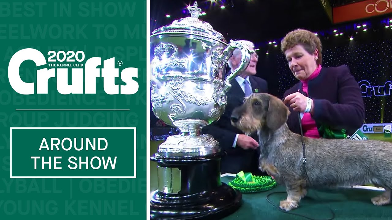 Highlights from Day 4 of Crufts 2020 YouTube