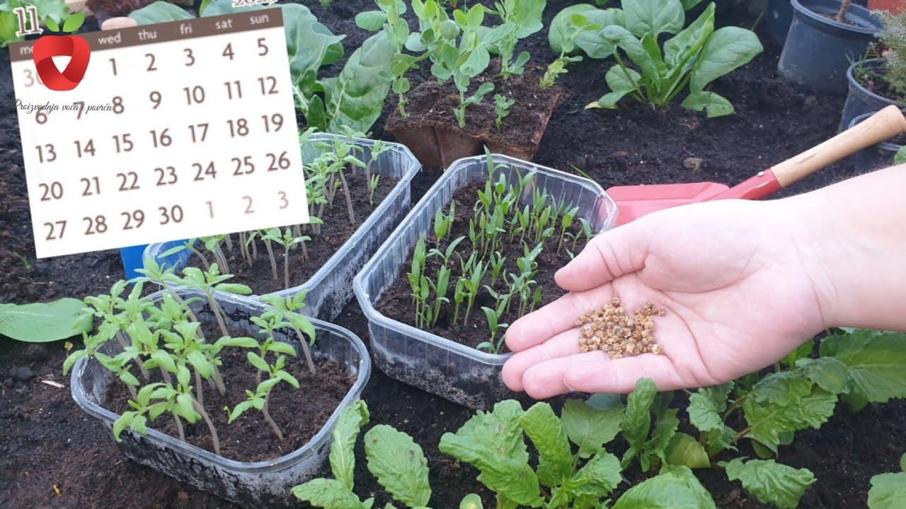 Когда пора готовить рассаду? Вам нужно это знать!