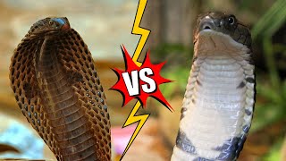 King Cobra vs Ular Cobra | Serupa Tapi Beda Genus
