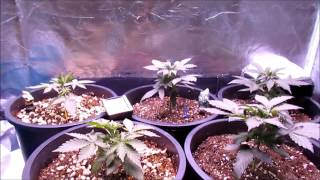 Pissdrunx0420 AutoFlower Grow: S2:E4 ThunderHaze Day 26, Dark Dragon Survivors