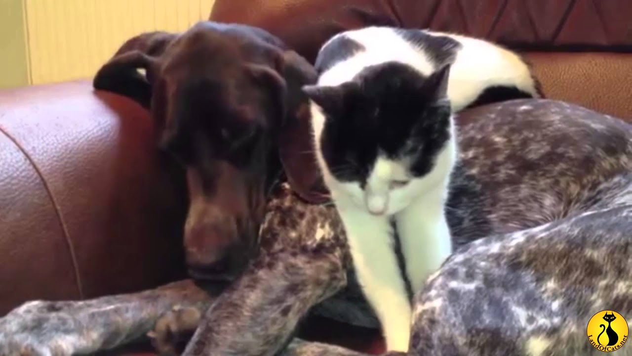 cute cat beds Cat loves the dog!
