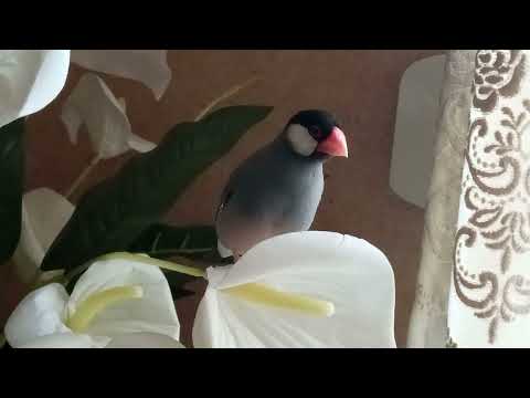 Pika | Padda de Java