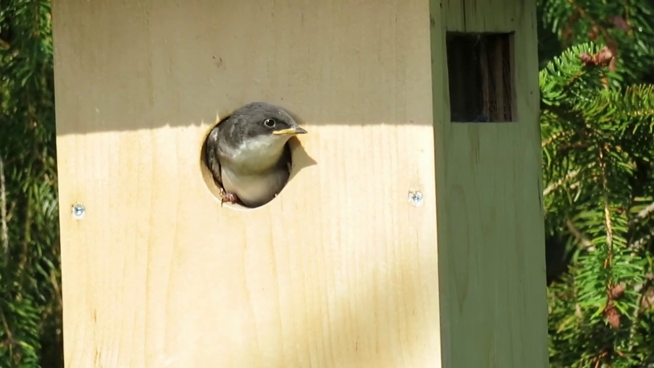 Video Bebe Hirondelle Bicolore Qui Ne Veut Pas Sortir Du Nichoir 7 Juillet Youtube