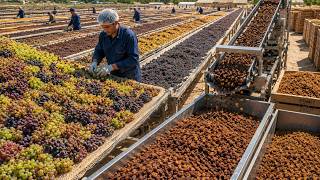 Information Secrets to Producing Thousands of Tons of Raisins Every Year News