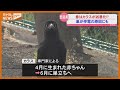 【頭上に注意!?】春はカラスの繁殖期　人を威嚇し攻撃も