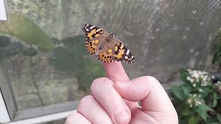 Butterfly Encounter at Lukas Nursery