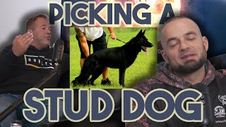How to pick a STUD dog