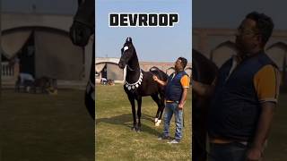 #shorts Marwari horse stallion Devrupji studfarm #marwarihorse #viral #horse #trending #yt #anime