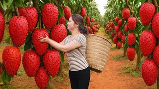 Download Lagu Harvesting Rare Red Soursop | Hidden Tropical Orchard \u0026 Market Day MP3