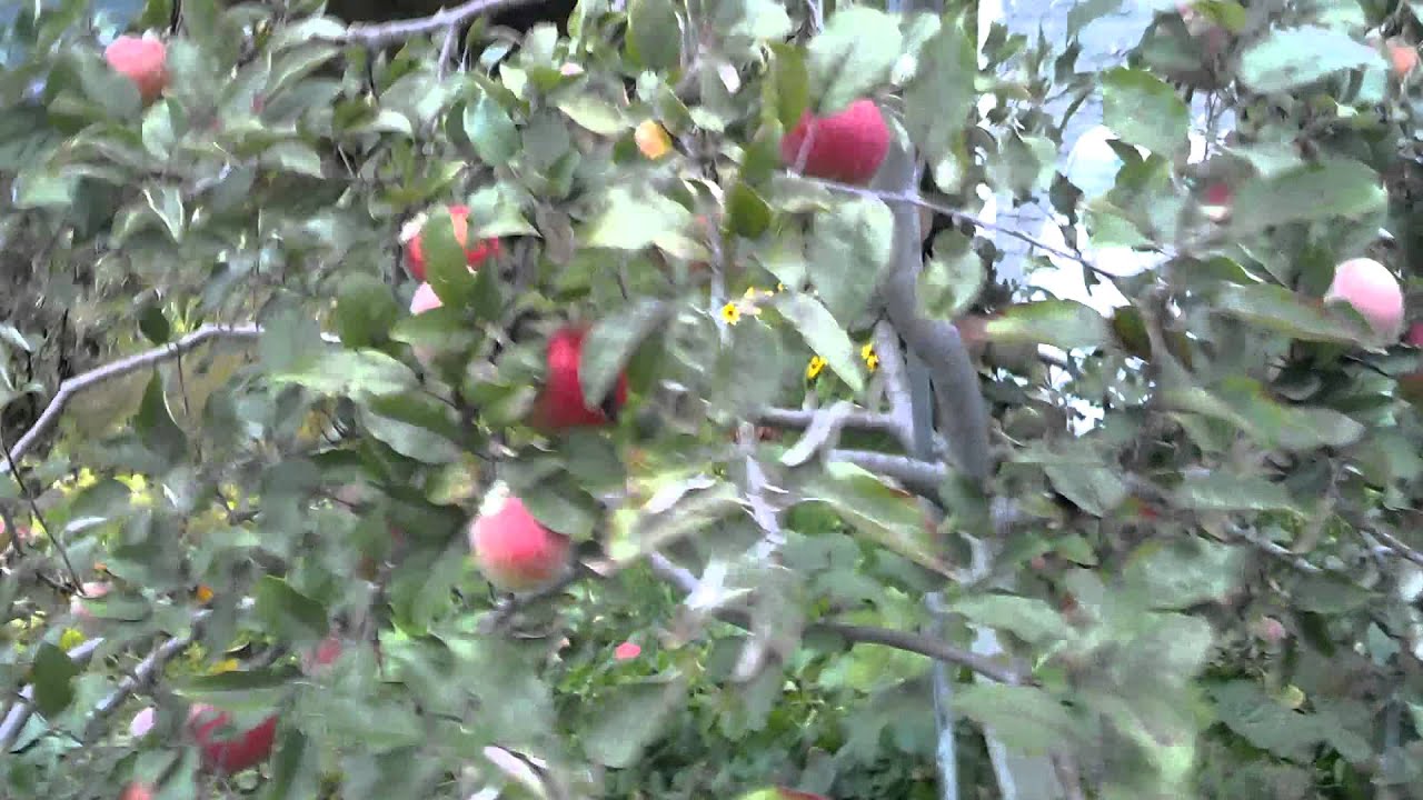 backyard apple orchard in Wisconsin YouTube