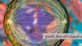 سلوك الصبغيات أثناء تشكل الأمشاج علوم طبيعية رابعة متوسط