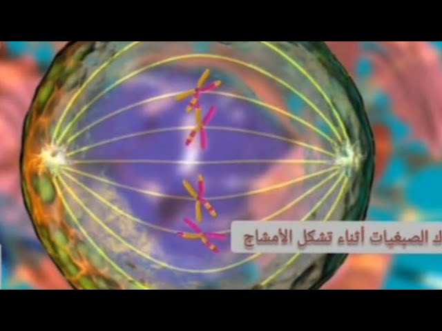 سلوك الصبغيات أثناء تشكل الأمشاج علوم طبيعية رابعة متوسط