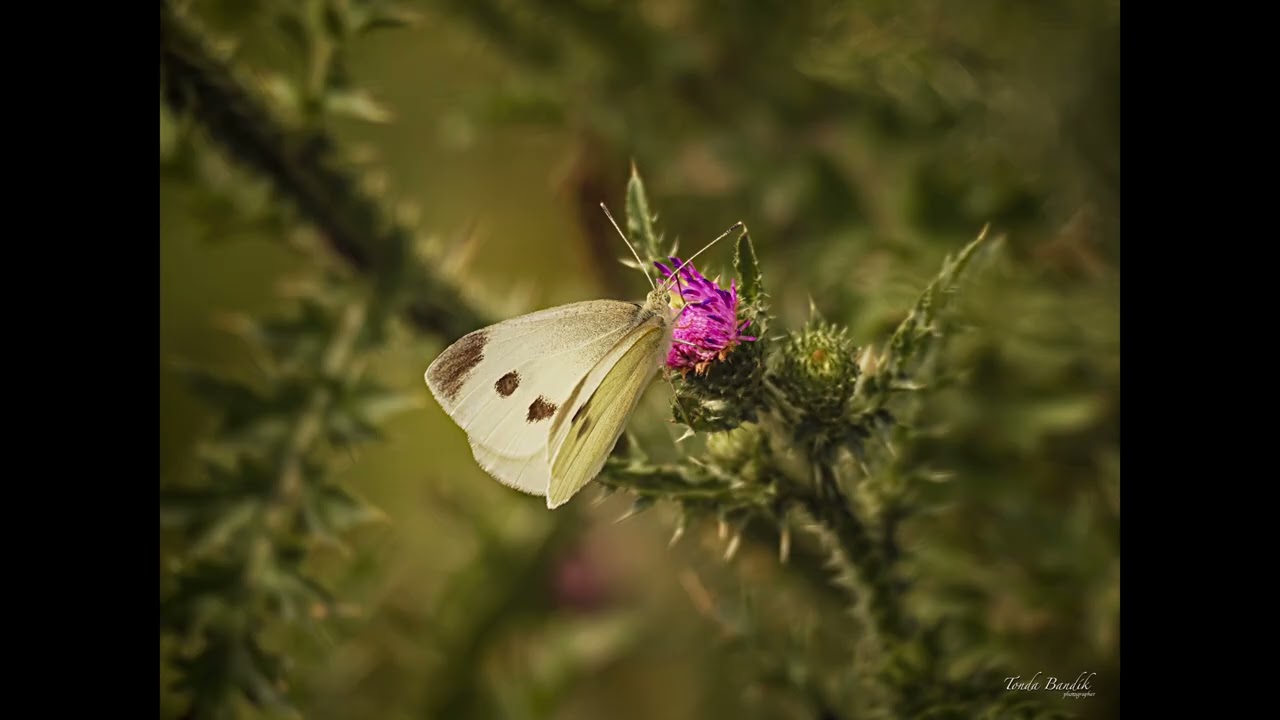 365 dní s foťákem / 365 Days Behind the Lens
