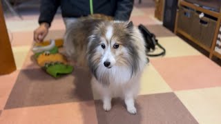 【ミニシェルティ】夜のお散歩は撫でてくれる人を探しちゃう愛犬