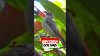 Download Lagu suara pikat Gocit kamade pisang #pikatkamade #kamadepikat #kemadepikat #kemadegacor #kemadegacor MP3 Download Lagu suara pikat Gocit kamade pisang #pikatkamade #kamadepikat #kemadepikat #kemadegacor #kemadegacor MP3