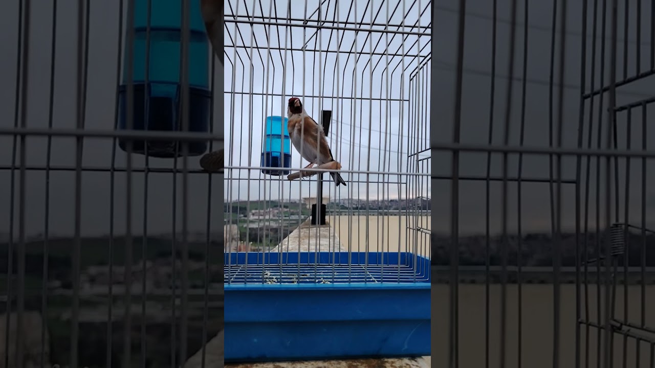 29 جانفي، 2026