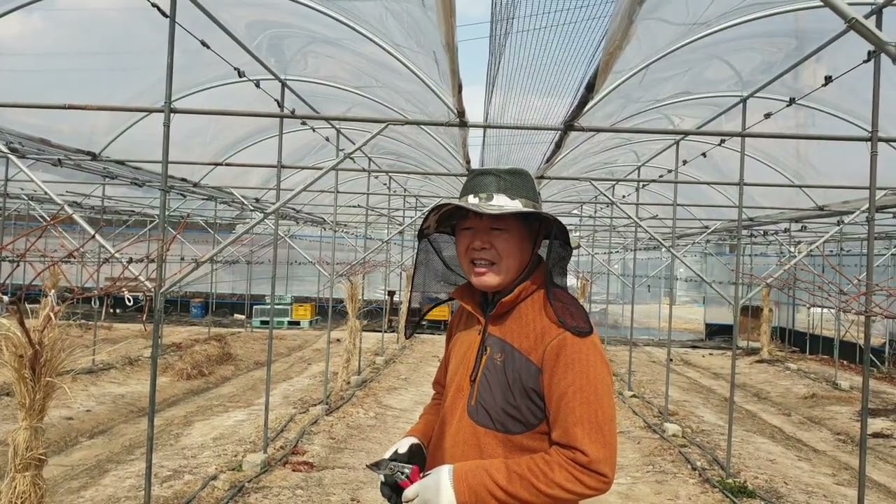 로얄바인 첫회 전지하는 방법 #홍이농장