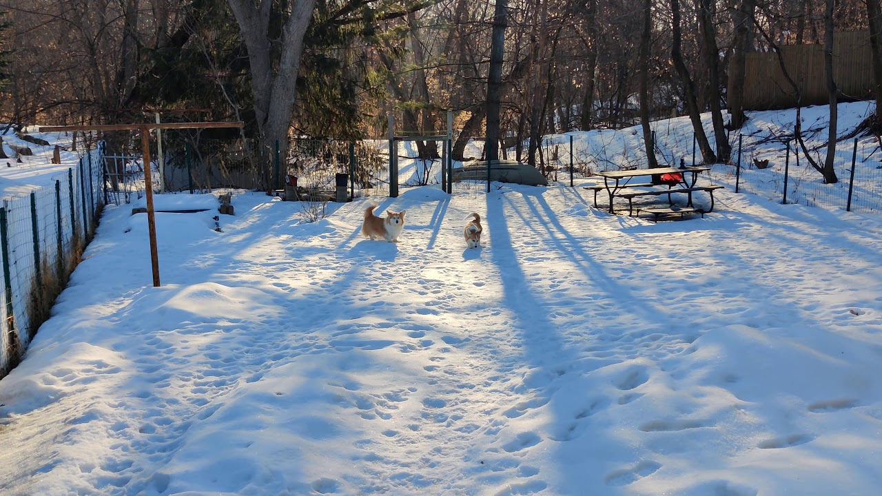 Corgi Zoomies on a Winter Morning