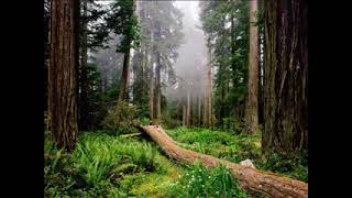 MURAT ÇOBANOĞLU DAĞLAR YEŞİLLENMİŞ YAYLA ZAMANI Resimi