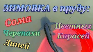 видео: Зимовка в пруду: Сома, цветных карасей, золотых линей, черепахи Wintering in the pond: Catfish tench картинка: Зимовка в пруду: Сома, цветных карасей, золотых линей, черепахи Wintering in the pond: Catfish tench