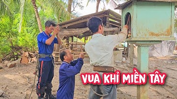 Vua Khỉ cùng đệ T.ử cưa hạ gốc 7 cây Tràm Bông Vàng tại Tân Trụ, Long An (1/3)...