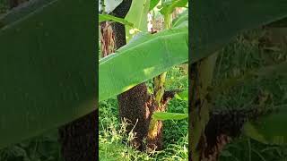 enorme enjambre de abejas