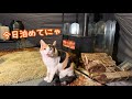 真冬の山奥に住んでいる三毛猫と暖かいテントの中でお泊まりキャンプ【ソロキャンプ】