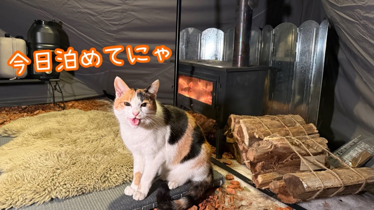 真冬の山奥に住んでいる三毛猫と暖かいテントの中でお泊まりキャンプ【ソロキャンプ】