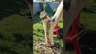 Preparing a dried tree for decoration 😅 #artesaniapatxi @ArtesaniaPatxi