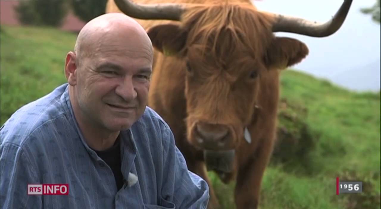 La Vache Highland Un Bon Placement Youtube