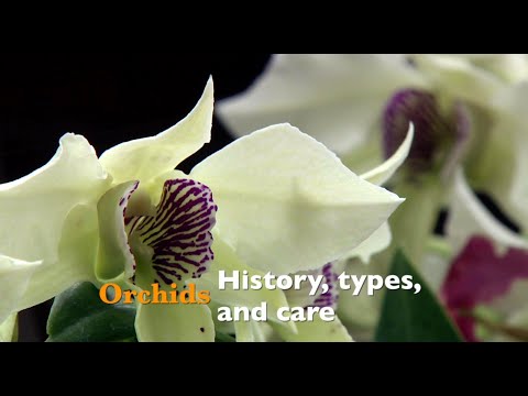 Video: Orchid (Orchidaceae), Species, History, Care Features