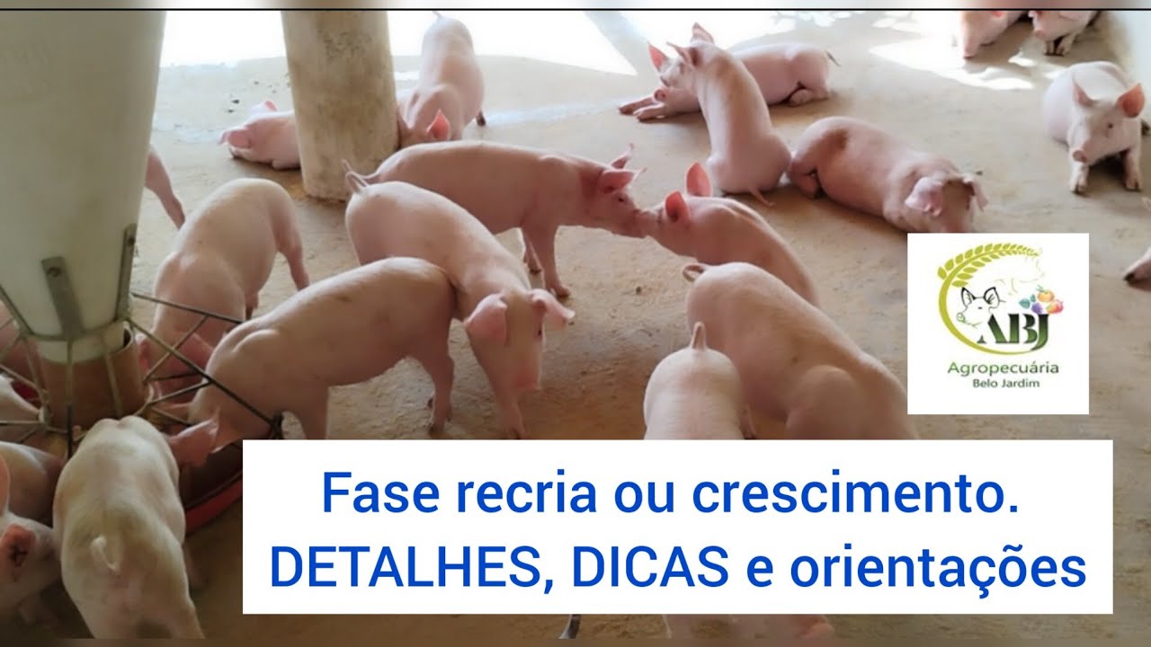 Fase recria ou crescimento. DETALHES, DICAS e orientações.