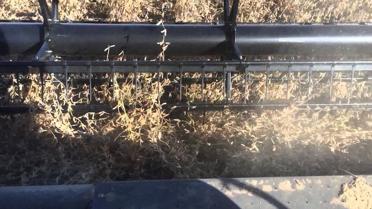 2014 Gleaner Harvesting soybeans