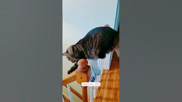 Cat Funny Foryou PP 