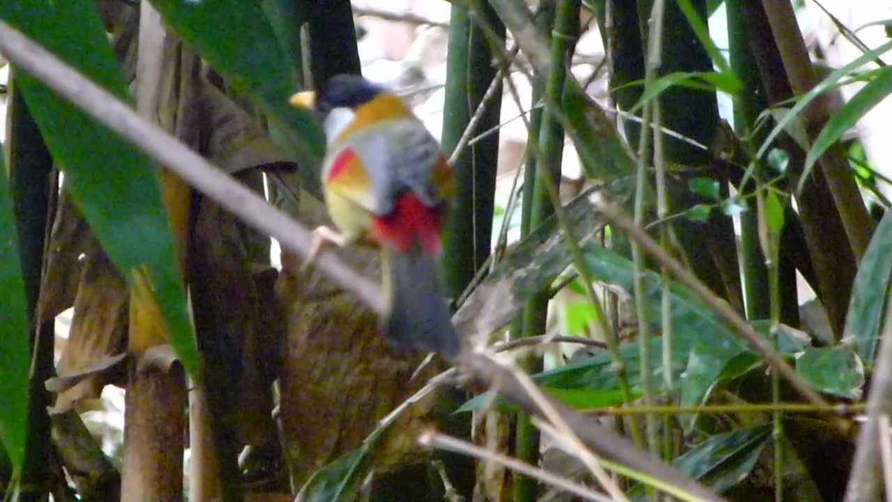 Silver-eared Mesia 