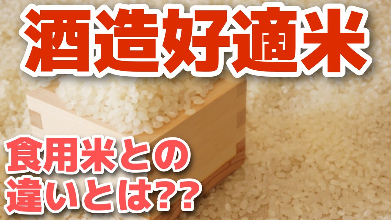 【日本酒の勉強】酒造好適米と食用米の違いとは？【第２回　酒造好適米】
