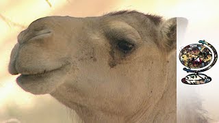 The Diversity Of Camel's Milk
