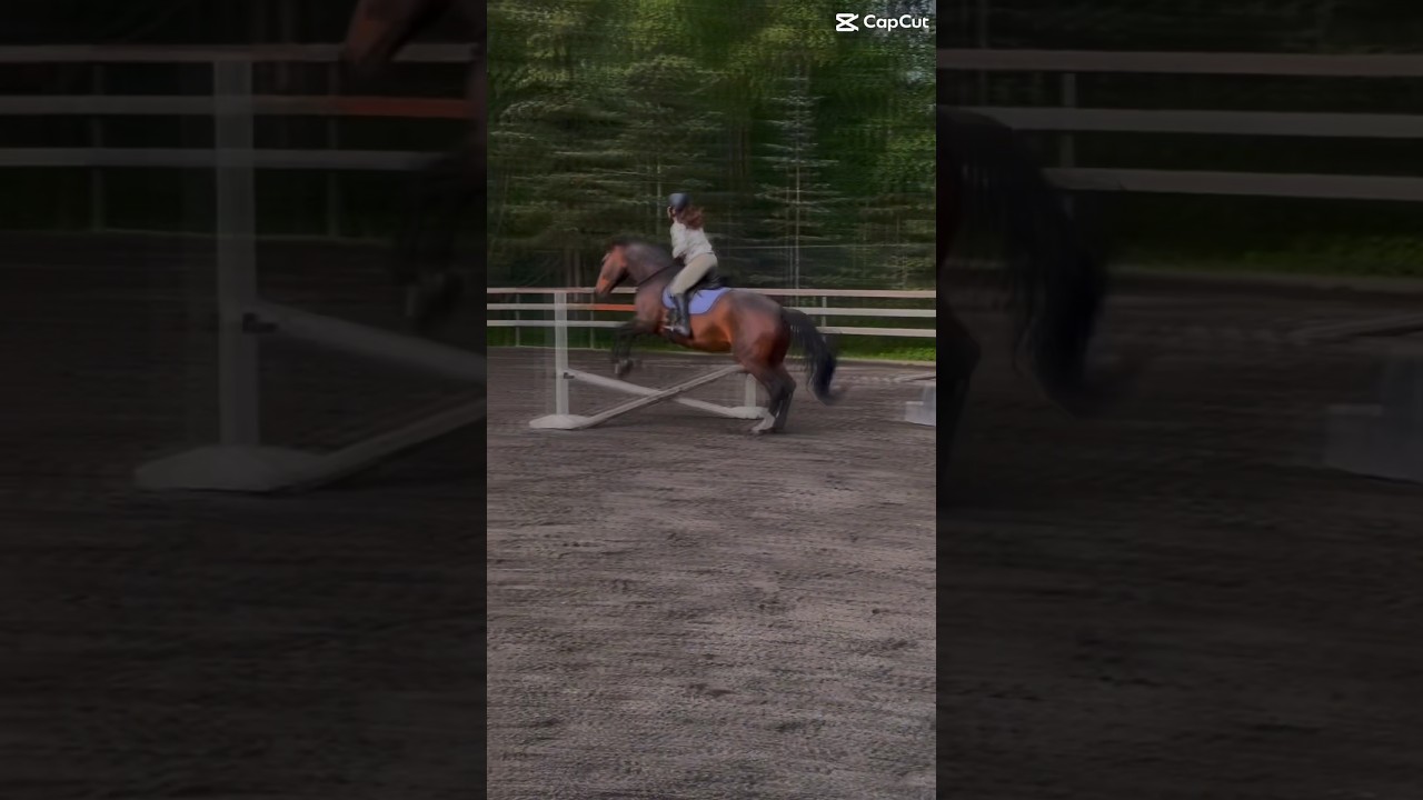 bridleless jumping with lido 