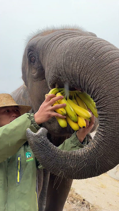 Record the life moments of elephants. Elephants eat bread. Wonderful animals.