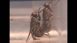 Tsetse flies mating behavior Glossina palpalis