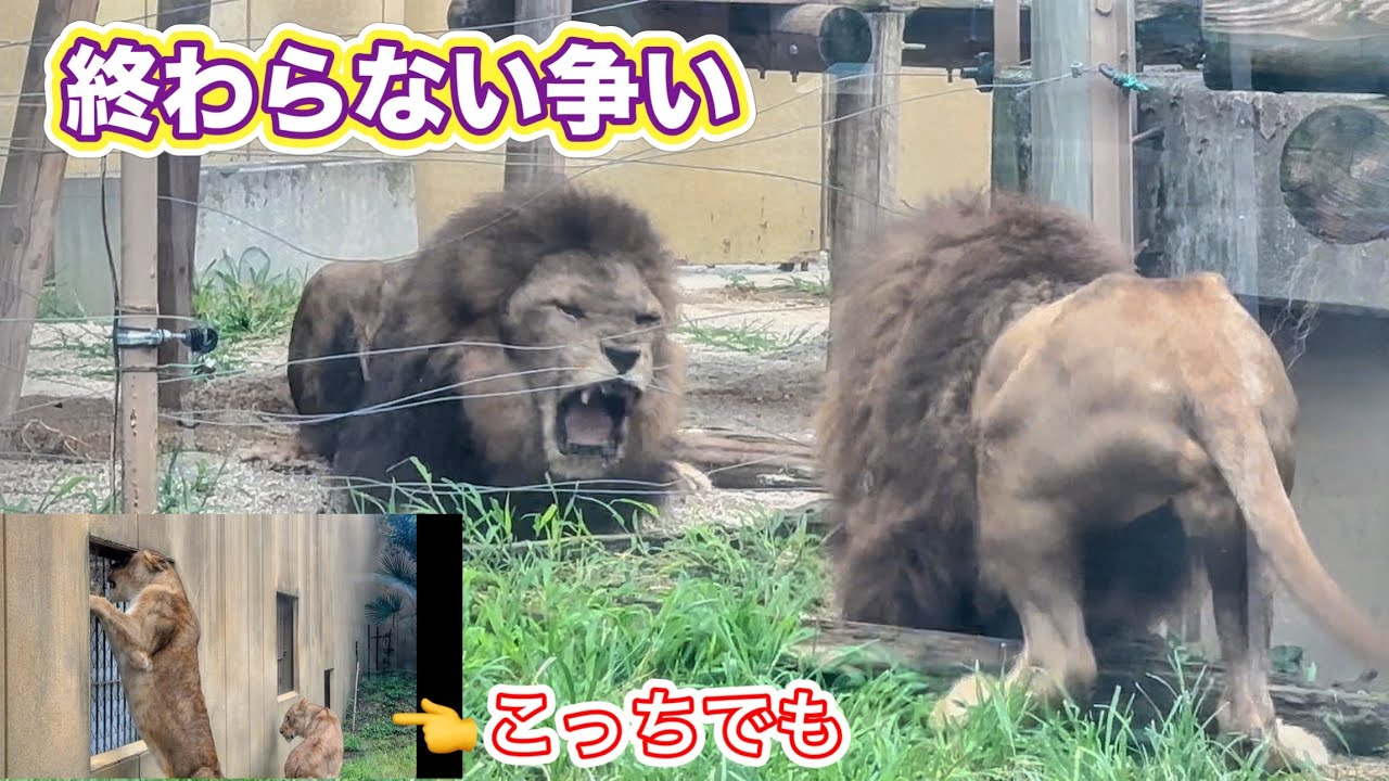 あっちでも、こっちでも激しい争いが・・・🦁7月11日 東武動物公園