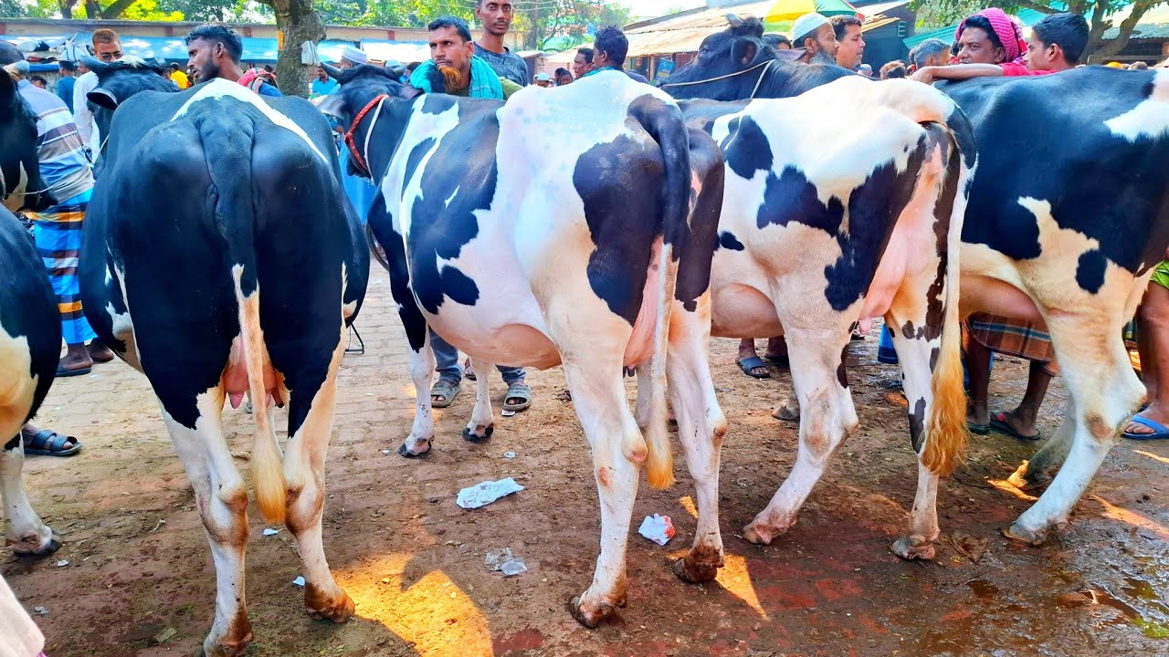 ০৪/০১/২৬/ ধাপের হাট থেকে একদম টগবগে ৮_৯ মাসের ২০_২৫ লি: দুধের পেগনেন্ট গাভী গরুর দাম দর জানুন 