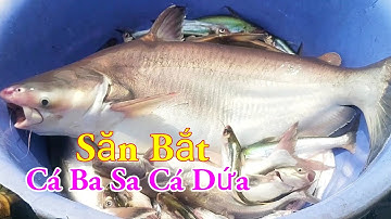 Săn Bắt Cá Ba Sa Cá Dứa Câu Mồi Độc Lạ Nhất Miền Tây Sông Nước / Kiềm Rapper
