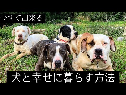 【パックリーダー】犬のトレーニングする前に知っておいて欲しい事教えます。犬を幸せにする方法とは。もう保護活動なんていらない！