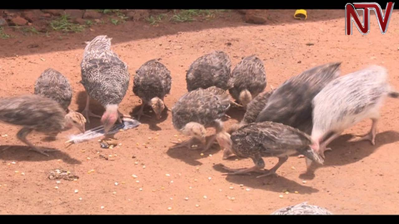 Lima, Lunda, Gaggawala: Manya ebikwata ku kulunda ssekokko