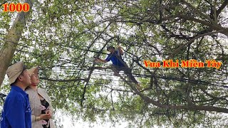 Tổng hợp sẽ ra sao nếu Vua Khỉ cưa hạ cây Táo lâu năm có quá nhiều dây điện ? Cutting jujube tree