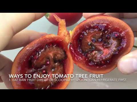 Tree Tomato Tomatoes Fruit / Tamarillo / Arbol Tomate How to Eat, How to Open & Natural History