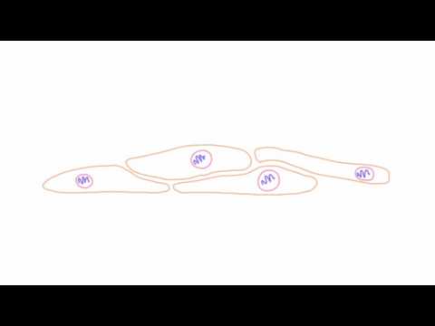 Varicella Zoster Virus (VZV) -  Virology and Pathogenesis